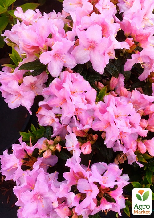 LMTD Рододендрон цветущий 2-х летний "Robert Seleger" (высота 20см) - фото 6