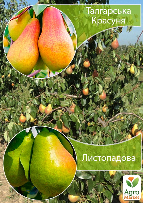 Дерево-сад Груша "Талгарская Красавица+Ноябрьская" 