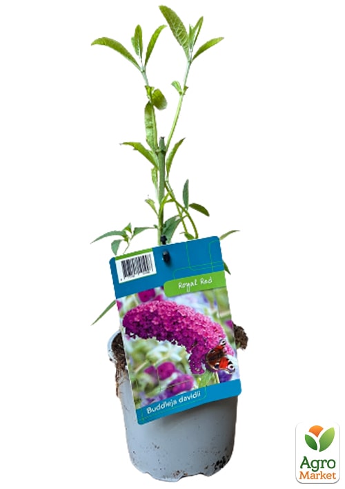 LMTD Буддлея Давида "Royal Red" висота 35-50см - фото 2