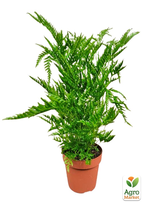 Птерис вечнозеленый "Straminea" высота 30-40см - фото 6