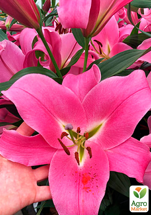 Лілія "Giordana" (Гігантська квітка) - фото 2