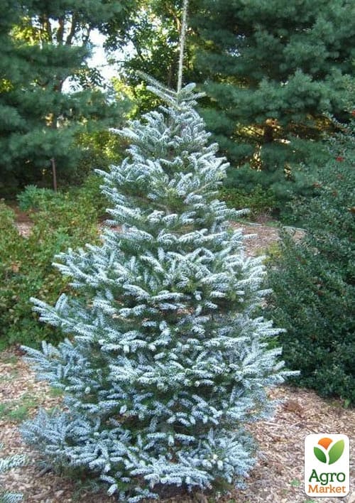 Пихта корейская "Silberlocke" С7.5, высота 30-40см - фото 2