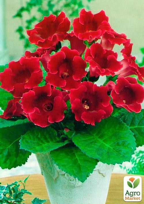 Глоксинія "Red King"