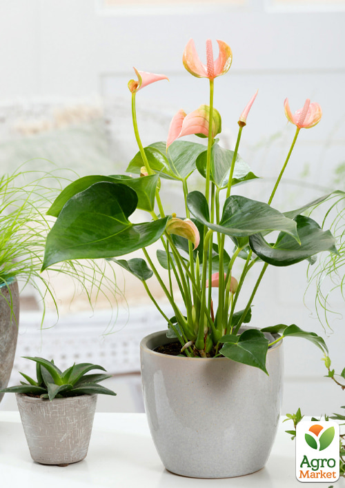 Антуриум (Anthurium) "Joli Peach" - фото 5