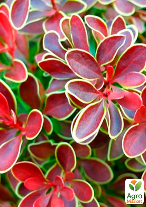 Барбарис тунберга "Голден Ринг" (Golden Ring) - фото 5