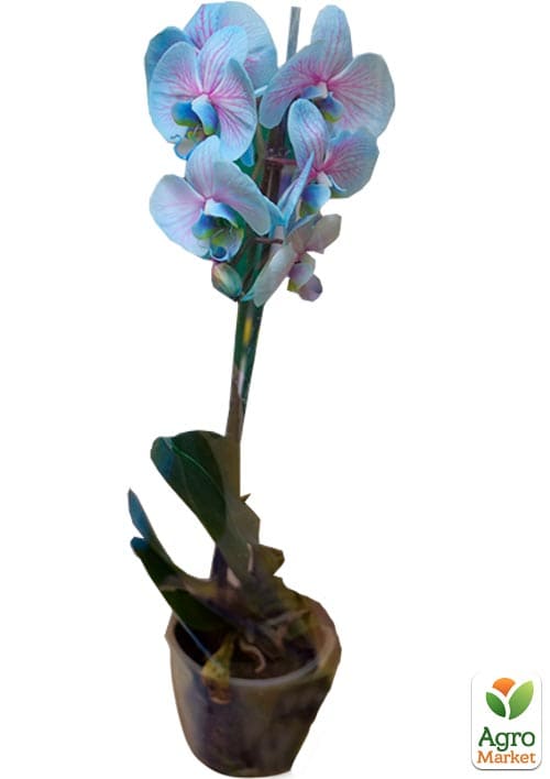 Орхидея (Phalaenopsis) "Wonder Blue" - фото 6