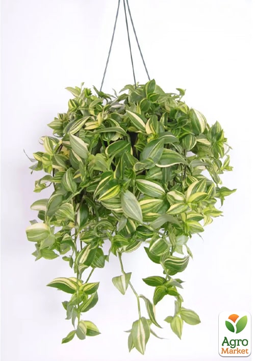 Традесканція ампельна "Yellow Hill"  - фото 7