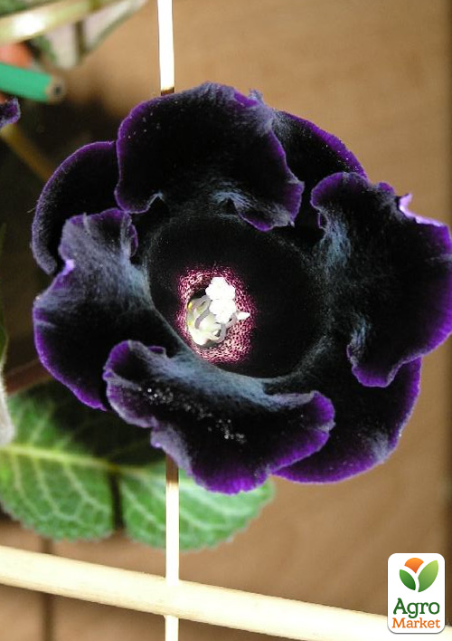 Глоксиния "Prins Albert" - фото 4