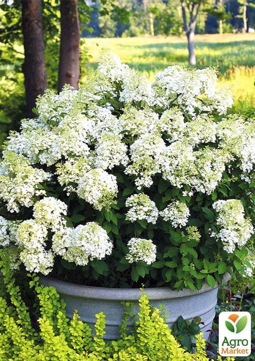 Гортензия метельчатая "Bobo"  - фото 6