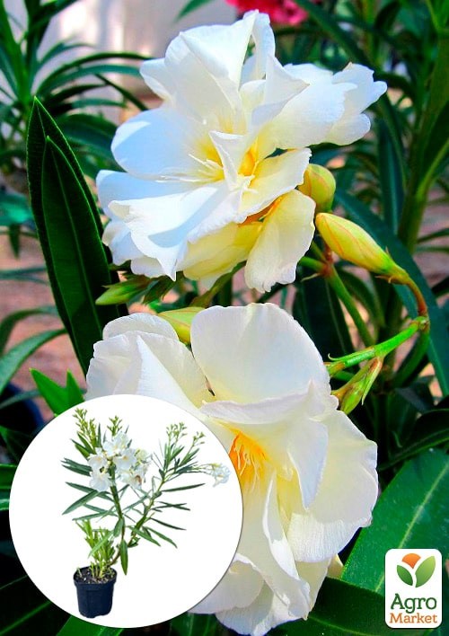 Олеандр махровый 2-х летний "Oasis" (высота 40-60см)