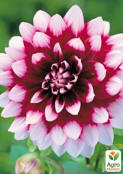 Жоржина "Duet" - фото 4