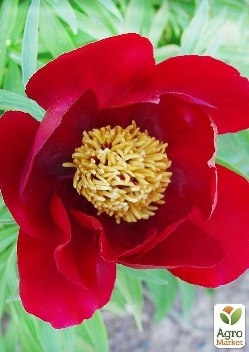 Пион травянистый "Early Scout" 1шт в упаковке