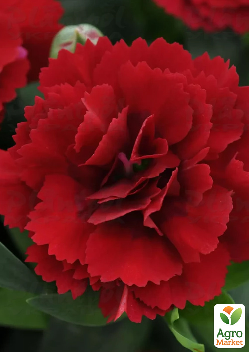 Гвоздика Махрова "Oscar Dark Red"