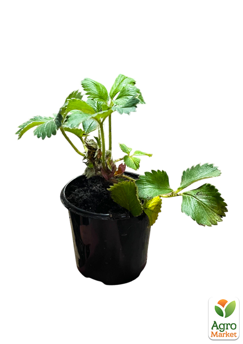 Земляника розовоцветная ремонтантная "Red Beauty" укорененная в контейнере - фото 7