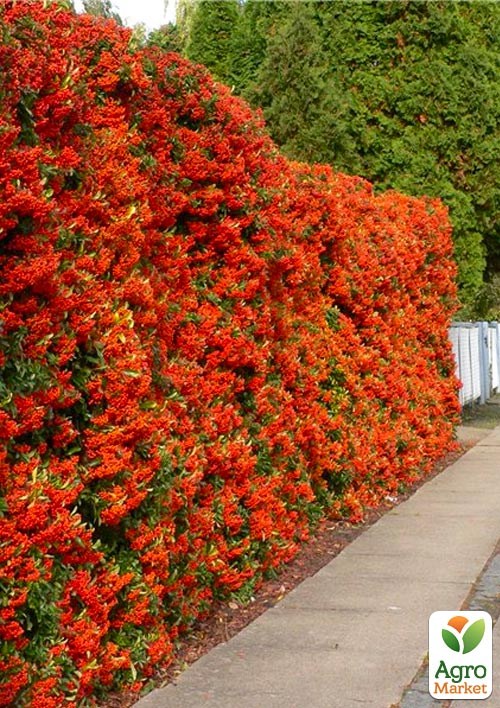 Пираканта узколистная "Orange Glow"