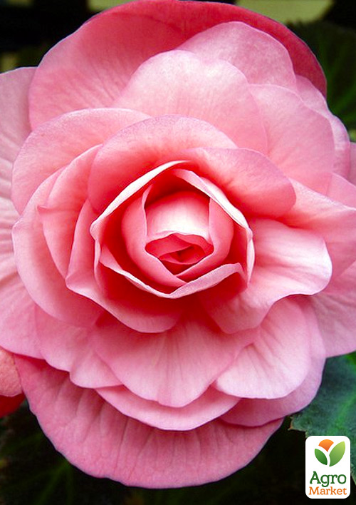 Бегония махровая "Розовая" 1 шт