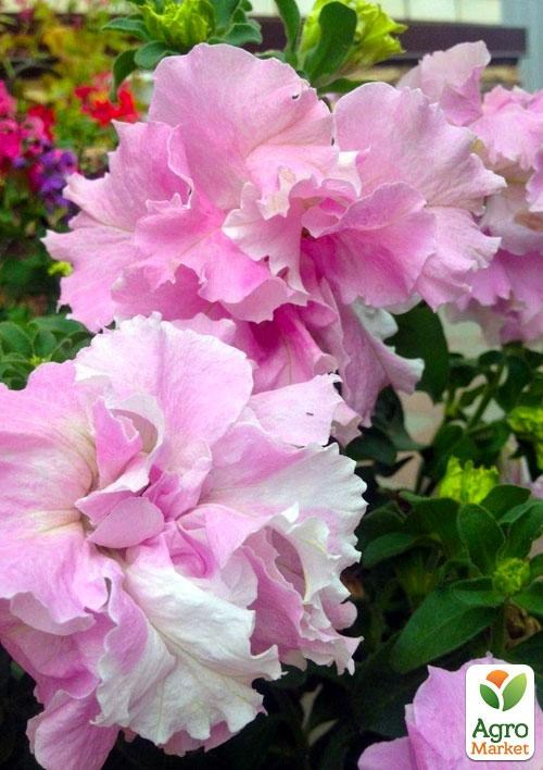 Сурфиния "Double Cascade Orchid Mist" (контейнер № 10, высота 10-15 см)