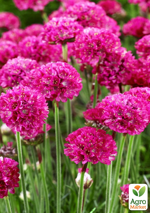 Армерія малинова "Bees Ruby" (вазон С1,5) - фото 3