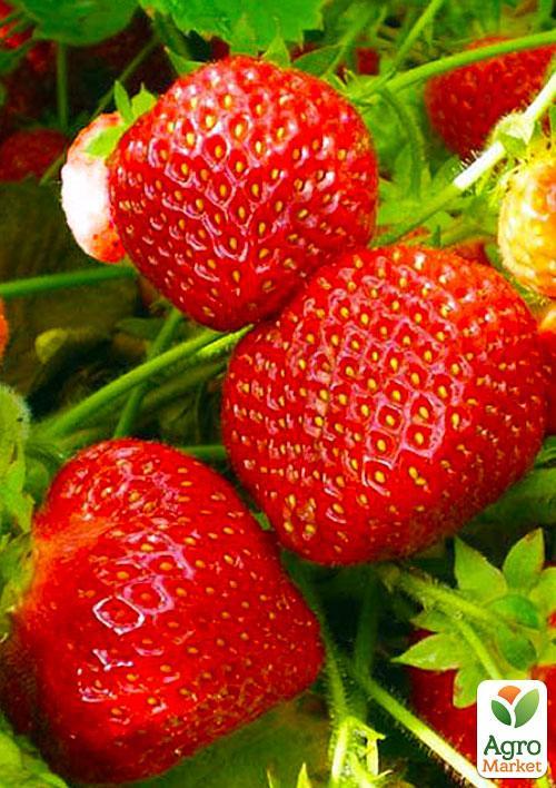 Полуниця "Полка" (пізній термін дозрівання)