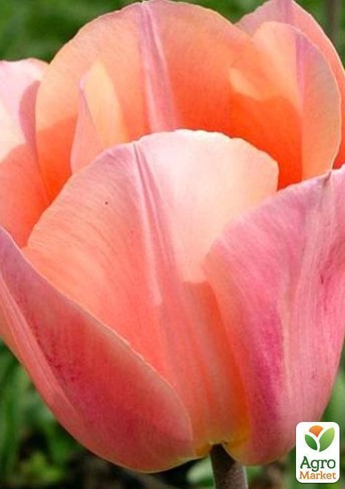 Тюльпан "Apricot Beauty" 3шт в упаковке