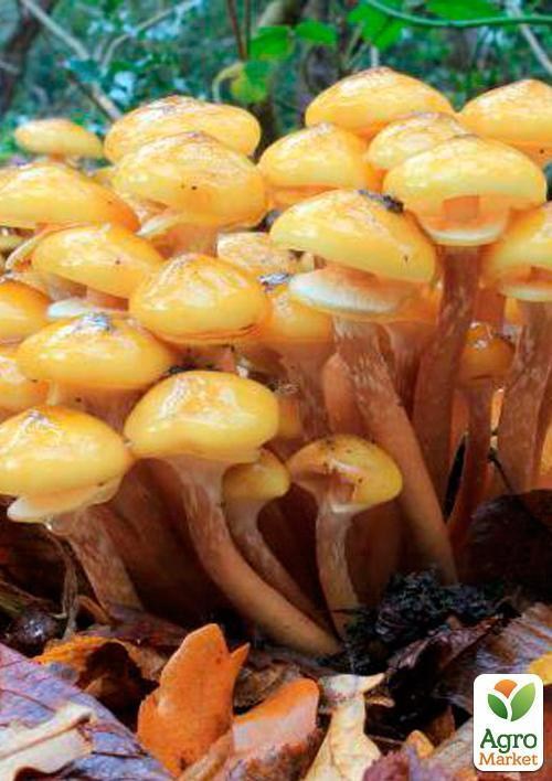 Міцелій на дубових брусочках "Опеньок осінній" 10шт