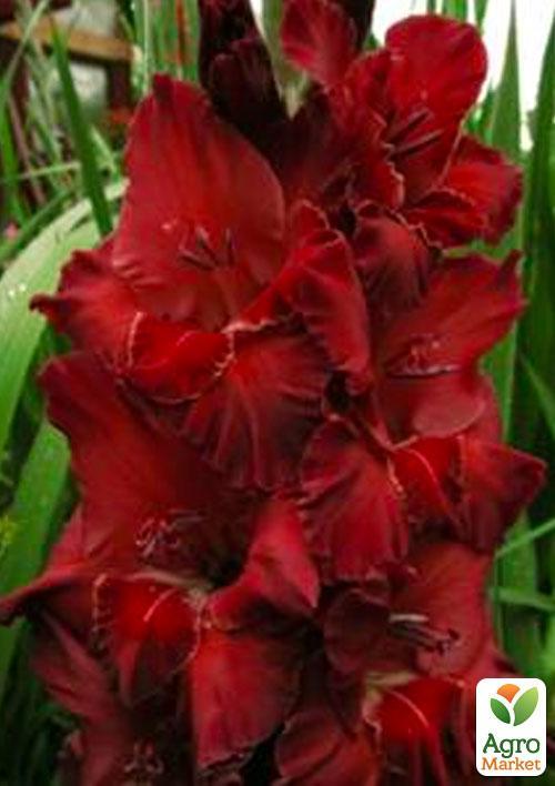Гладиолус "Red King" 3шт