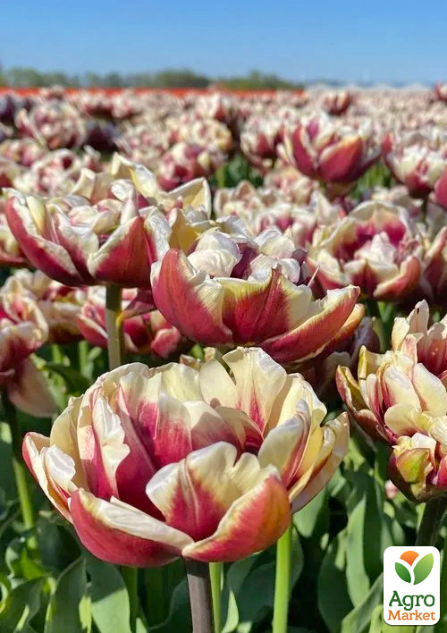 Тюльпан "Wyndham" 