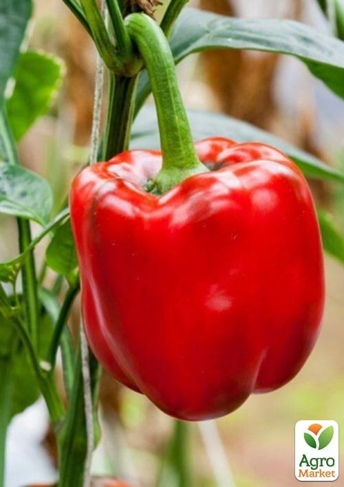 Перець "1601 F1" ТМ "Lark Seeds" 500шт