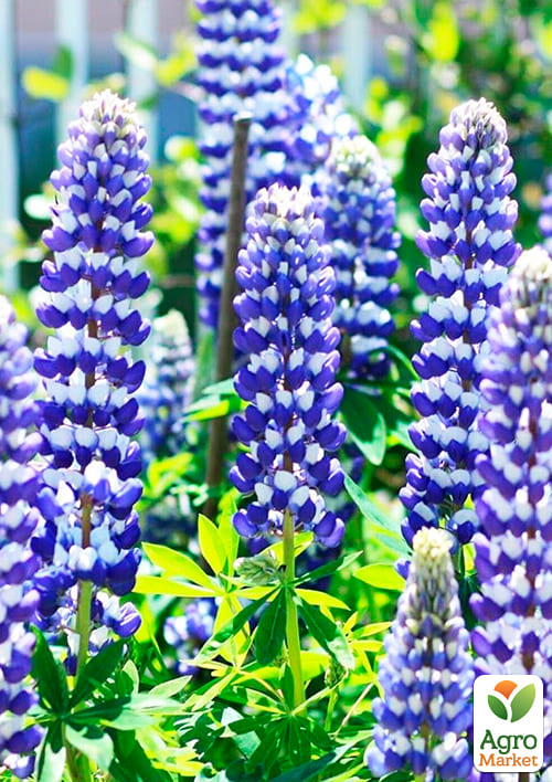 Люпин "Governor" - фото 2