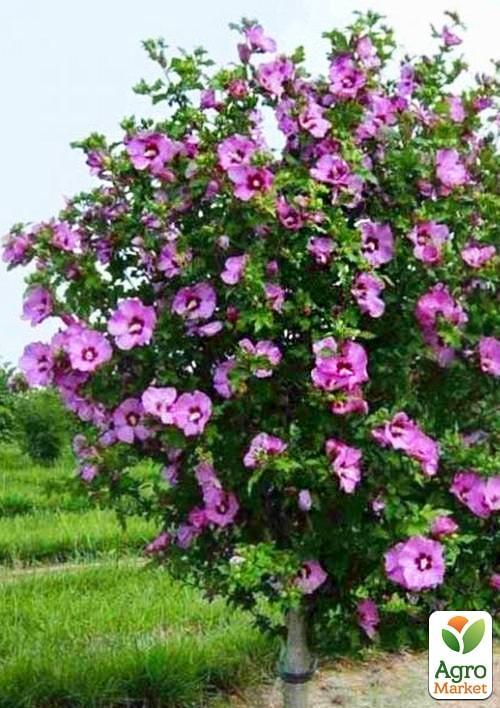 Гибискус сирийский фиолетовый "Гармония" (Harmony)