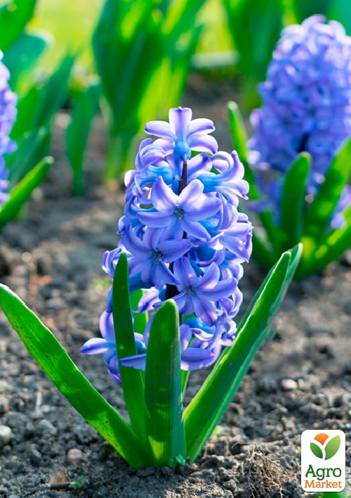 Гіацинт "Aqua" - фото 6