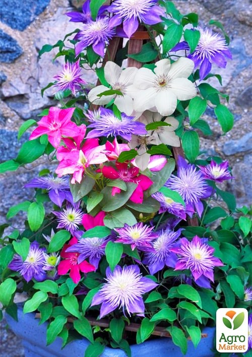 Тріо клематисів "Чарівний сад" вазон С2