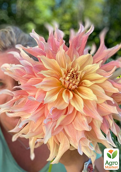 Жоржина "Penhill Watermelon" (гігантська квітка) - фото 4