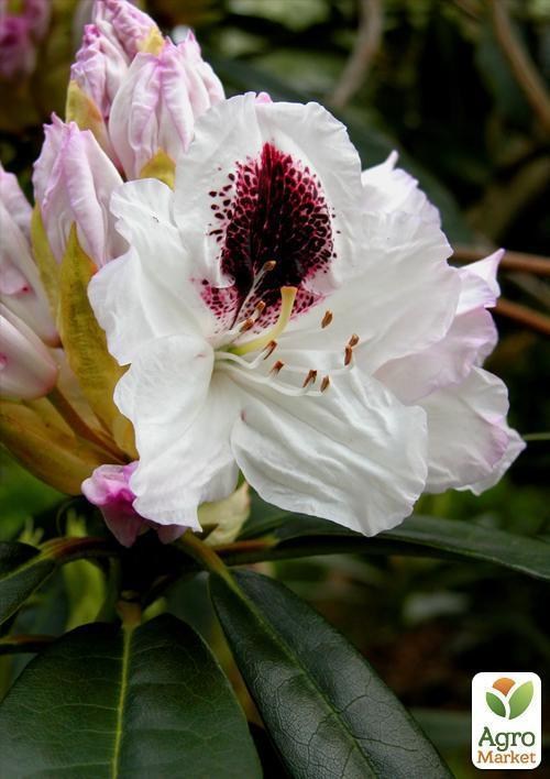 Рододендрон "Calsap" 4-х летний (белый) - фото 3