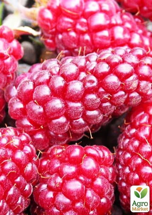 Малинно - ежевичный гибрид"Логанберри торнлесс" (Thornless Loganberry) (ранний срок созревания, бесшипный сорт) - фото 2