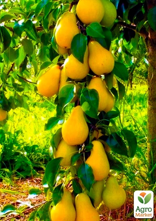 Груша колоновидная "Декора" Эксклюзив