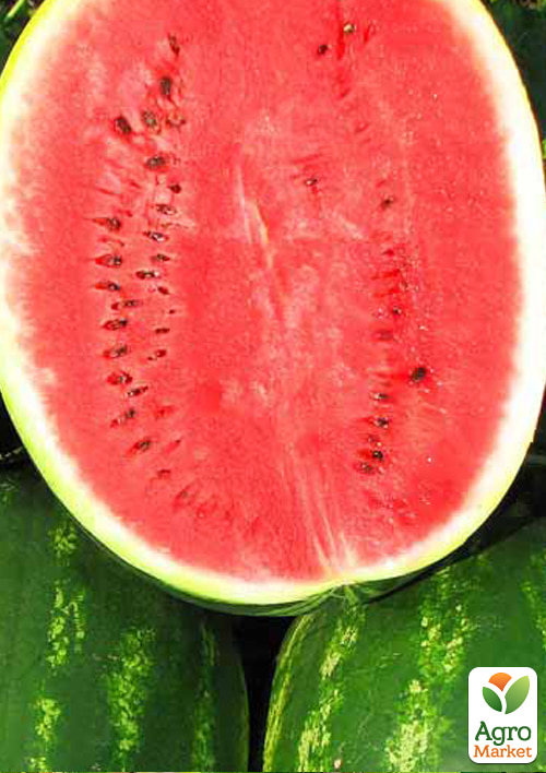 Арбуз "Топ ган" (зипер) ТМ "Весна" 4г