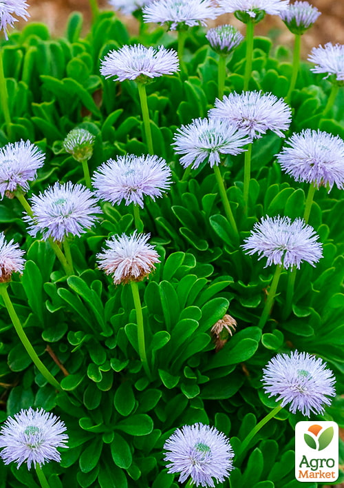 Глобулярия (шаровница) "Blue Lace"