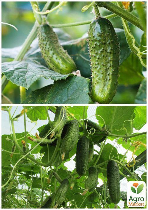 На развес Огурец "Самоопыляемый" ТМ "Весна" цена за 1г - фото 3