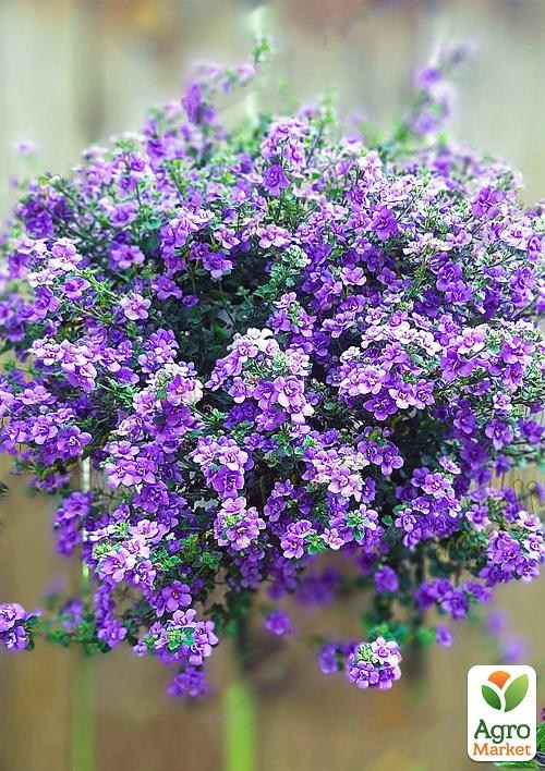 Бакопа Махровая Ампельная "Scopia Double Indigo"