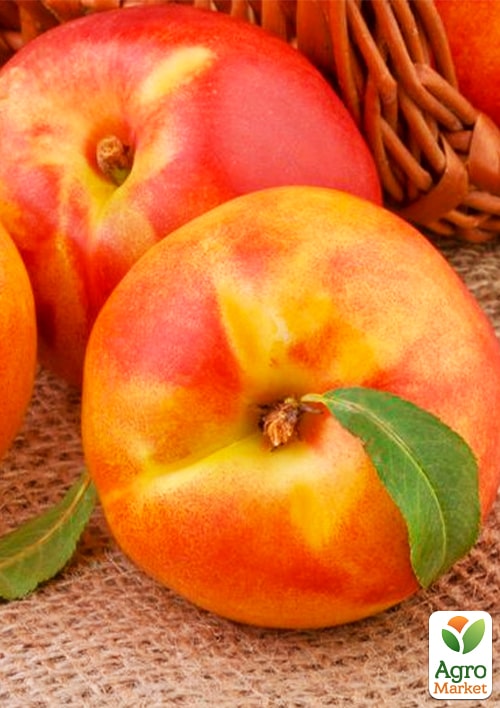 Нектарин "Янтарный" (лысый персик)