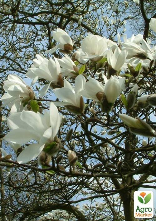 Магнолія "Cobus" 2-х річна