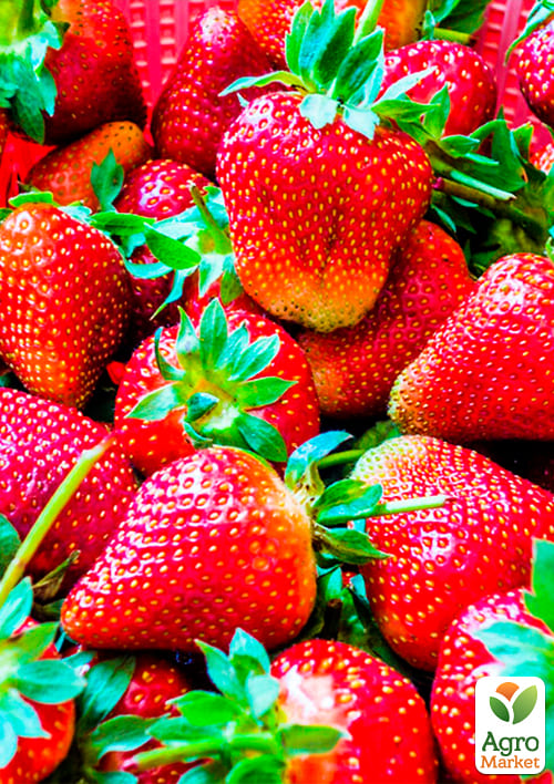 Полуниця "Монтерей" (Monterey)  (ремонтантний високоврожайний сорт) - фото 6