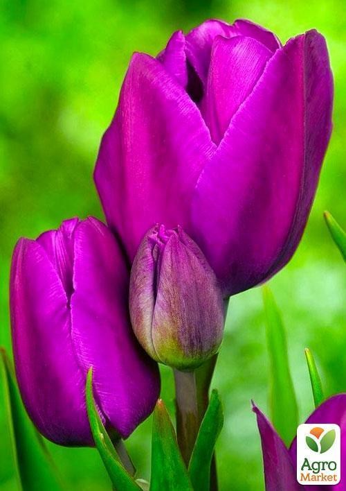 Тюльпан "Purple Bouquet" (размер 10/11 , крупный) 3шт в упаковке