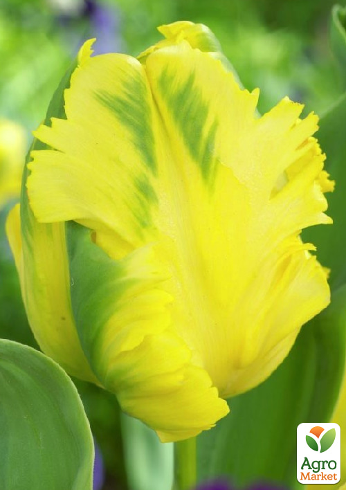 Тюльпан "Eagle Wings"  - фото 5