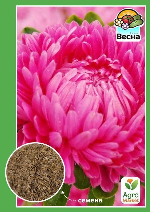 Астра "Королевский размер розовая" ТМ "Весна" 0.2г