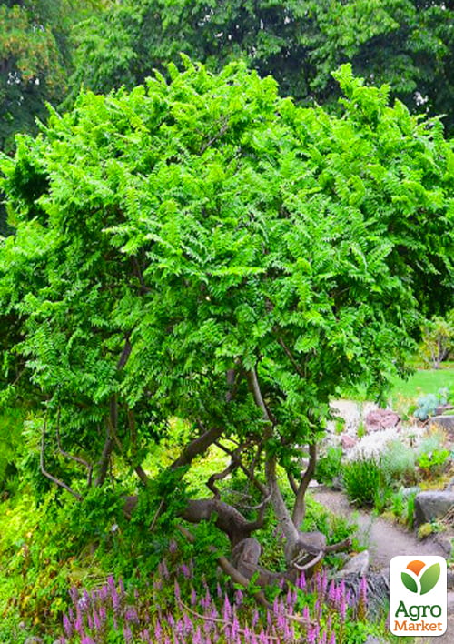 Вяз малый «Жаклин Хиллер» (подходит для формирования бонсай) высота 15-25см - фото 2