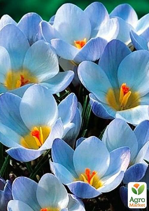 Крокус ботанический "Blue Pearl" (размер 5/7 , средний)