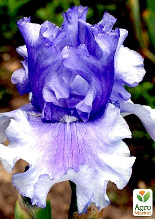 Ирис бородатый крупноцветковый "Skywalker"  1шт в упаковке