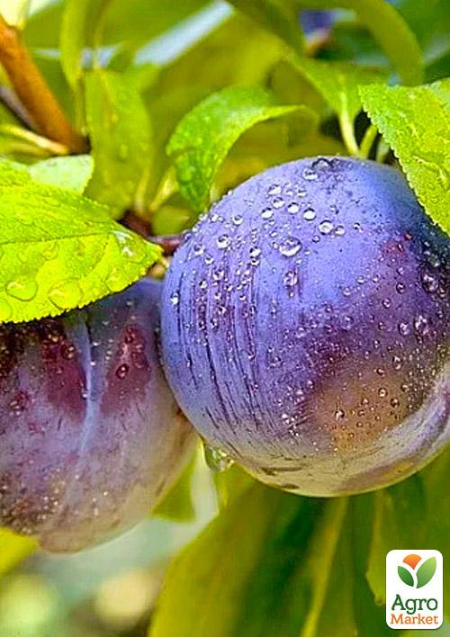 Слива "Дофі Сандра"